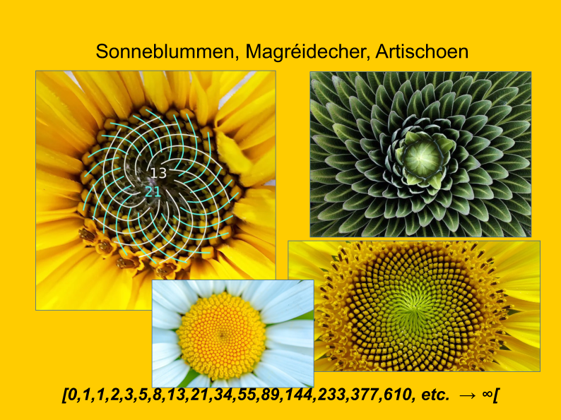 Fibonacci 31